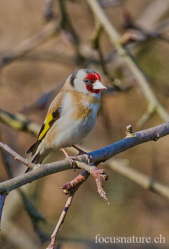 Chardonneret 1143.jpg - Chardonneret élégantCarduelis carduelisEuropean Goldfinch (Ermitage, Genève, Suisse, mars 2012)